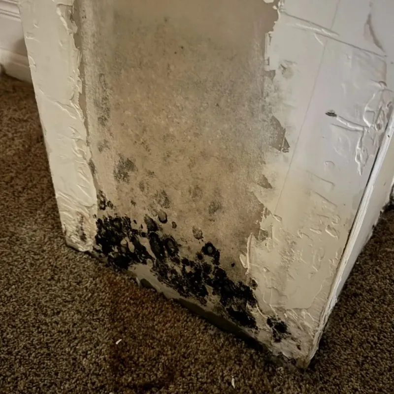 Professional Mold Removal in Gates County, NC
